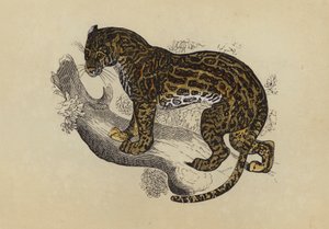Ocelot da English School