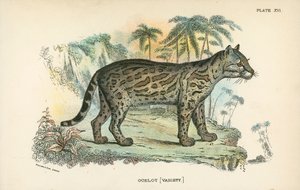 Ocelot da English School