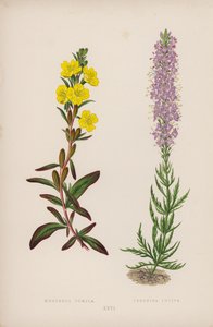 Oenothera Pumila; Veronica Incisa (litografia a colori) da English School