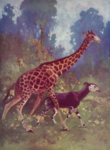 Okapi e giraffa