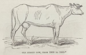 Vecchia mucca Jersey, dal 1800 al 1830 (incisione) da English School