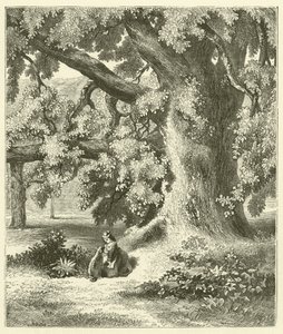 Vecchio albero di noce a Mentmore (incisione)