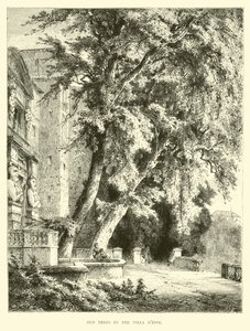 Vecchi alberi nella Villa d