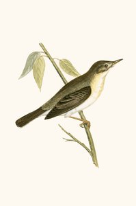 Cannaiola, illustrazione da 