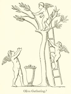 Raccolta delle olive da English School