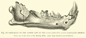 Metà della mandibola del leone delle caverne (Felis spelaea), parzialmente rotta da English School