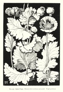 Papavero da oppio; Fiori bianchi a cremisi e viola; Altezza 30 pollici (incisione)