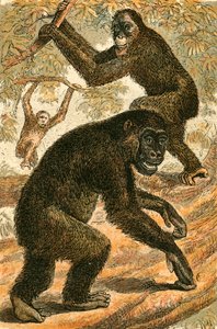 Orango e Gorilla da English School