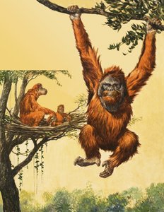 Orangutan da English School