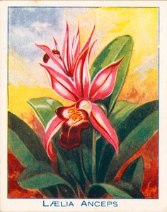 Orchidee: Laelia Anceps (litografia a colori)