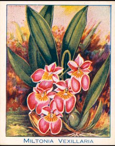 Orchidee: Miltonia Vexillaria (litografia a colori)