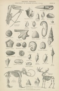 Resti organici