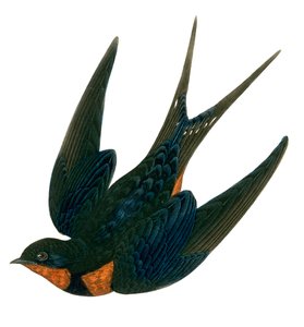 Rondine orientale (incisione colorata)