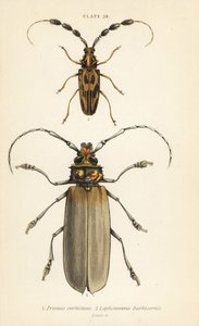 Insetti: Orthomegas cinnamomeus, Prionus corticinus, Batus barbicornis, Lophonocerus barbicornis da English School