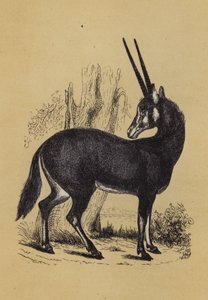 Oryx da English School