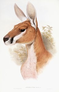Osphranter Rufus