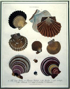 Ostrea, illustrazione dall