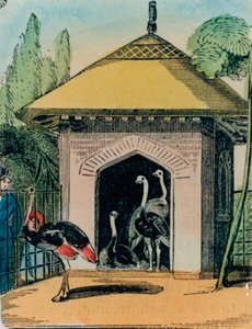 Casa dello struzzo e dell