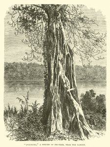 Ovouncha, una specie di fico, vicino al Gabon da English School