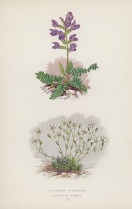 Oxytropis Pyrenaica; Arenaria Verna da English School