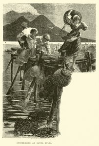 Letti di ostriche a Santa Lucia da English School