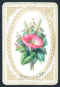 Fiore di petunia rosa, biglietto da English School