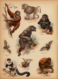 Pagina da La storia naturale illustrata dei piccoli, c. 1900