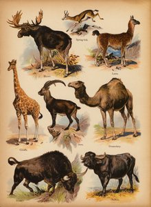 Pagina da La storia naturale illustrata dei piccoli, c. 1900 da English School