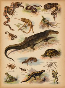 Pagina da La storia naturale illustrata dei piccoli, c. 1900 da English School