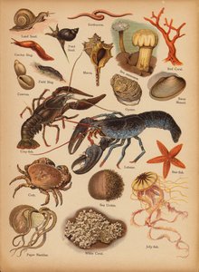 Pagina da La storia naturale illustrata dei piccoli, c. 1900 da English School