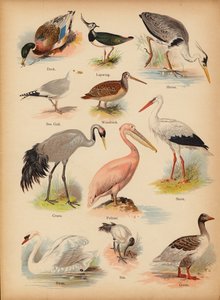 Pagina da The Little Folks’ Picture Natural History, c 1900 da English School