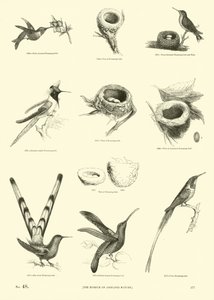 Pagina da Il Museo Pittoresco della Natura Animata da English School