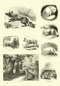 Pagina da Il Museo Pittoresco della Natura Animata