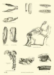 Pagina da Il Museo Pittoresco della Natura Animata da English School