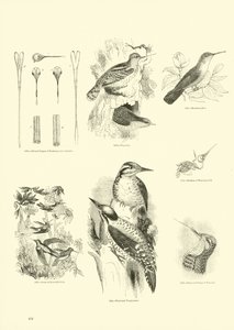 Pagina da Il Museo Pittoresco della Natura Animata