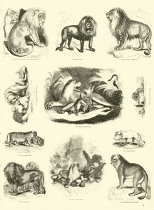 Pagina da Il Museo Pittoresco della Natura Animata da English School