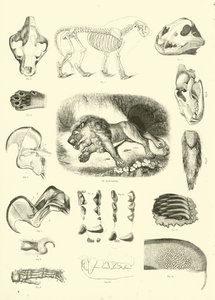 Pagina da Il Museo Pittoresco della Natura Animata da English School