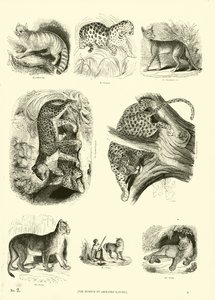 Pagina da Il Museo Pittoresco della Natura Animata da English School