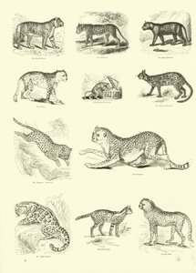 Pagina da Il Museo Pittoresco della Natura Animata