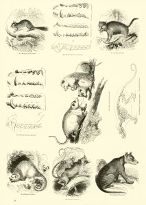 Pagina da Il Museo Pittoresco della Natura Animata da English School