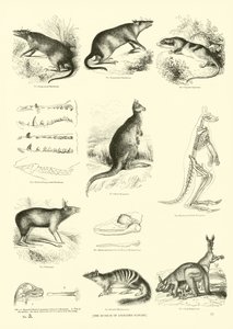 Pagina da Il Museo Pittoresco della Natura Animata da English School