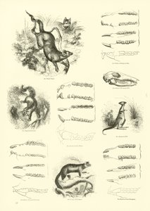 Pagina da Il Museo Pittoresco della Natura Animata da English School