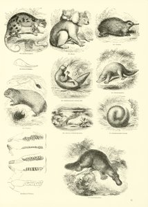 Pagina da Il Museo Pittoresco della Natura Animata