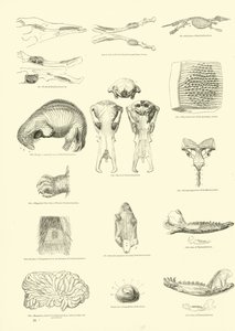 Pagina da Il Museo Pittoresco della Natura Animata
