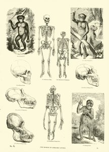 Pagina dal Museo Illustrato della Natura Animata