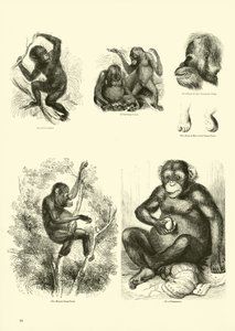 Pagina dal Museo Illustrato della Natura Animata