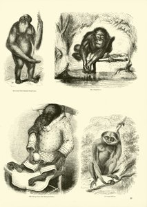 Pagina dal Museo Illustrato della Natura Animata