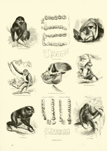 Pagina dal Museo Illustrato della Natura Animata