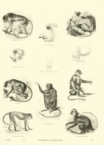 Pagina dal Museo Illustrato della Natura Animata