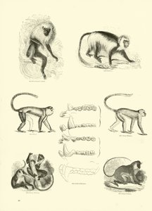 Pagina dal Museo Illustrato della Natura Animata